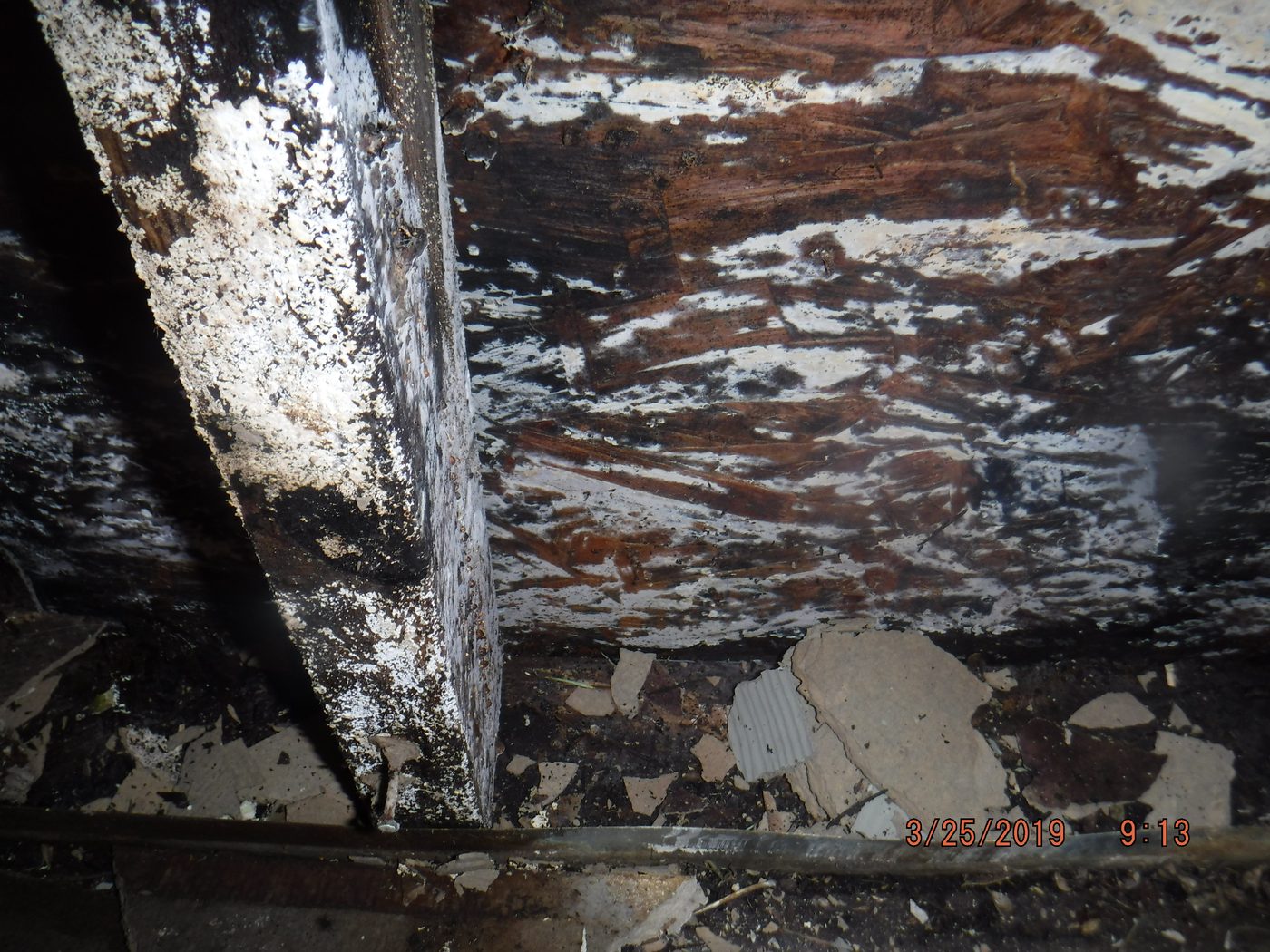 Dry rot and water damage visible on a wood subfloor, with the wood grain darkened and deteriorated
